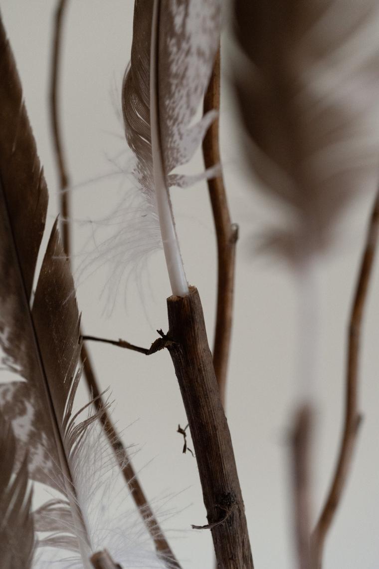 JulieBrand_Plumes_23 (small)