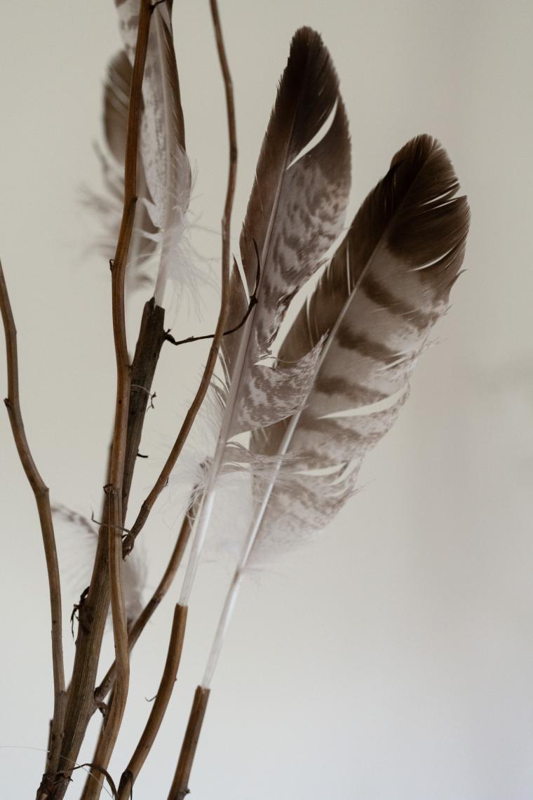 JulieBrand_Plumes_24 (small)
